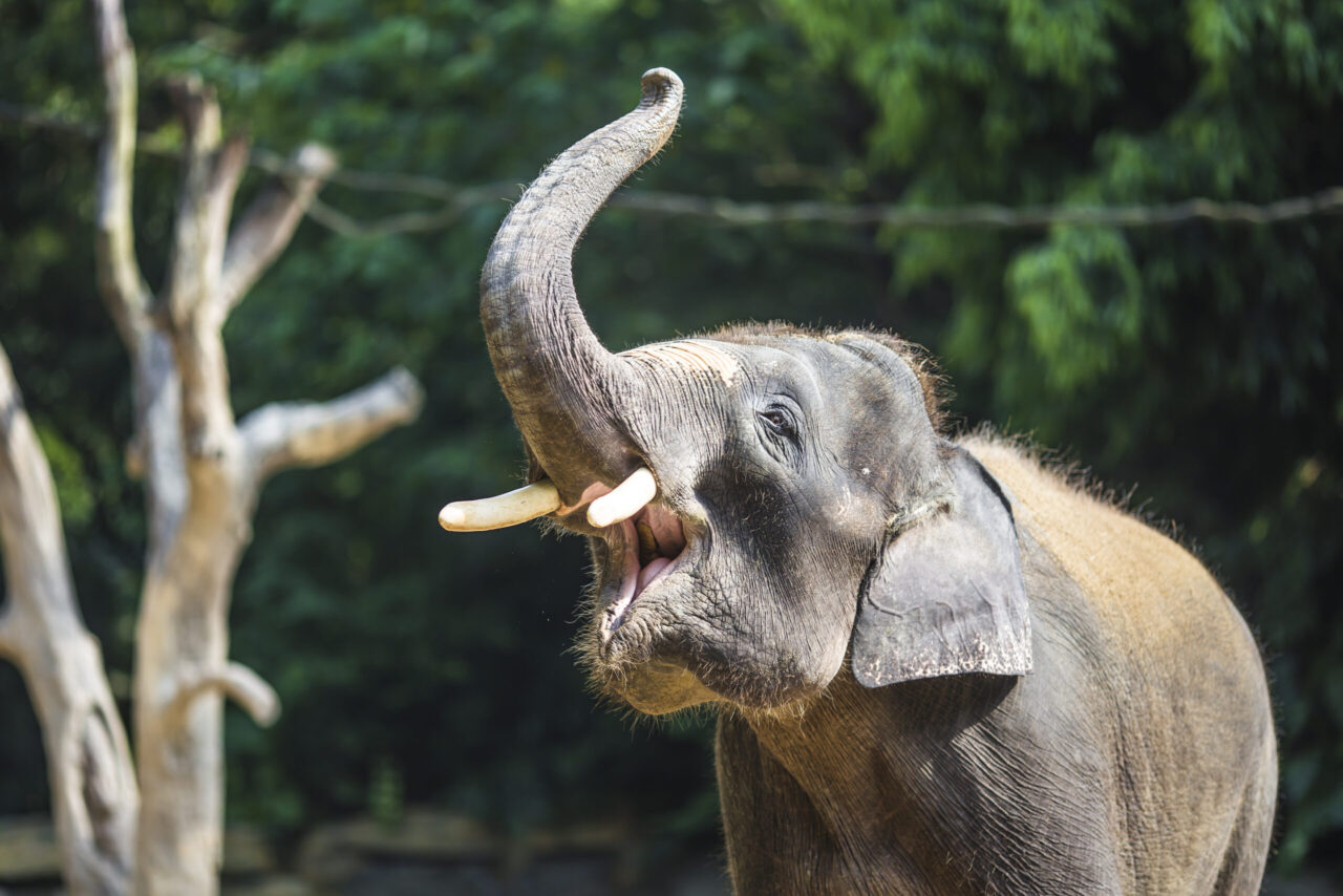 Read more about the article Az állatkerti elefántok szeretik, ha látogatóik vannak