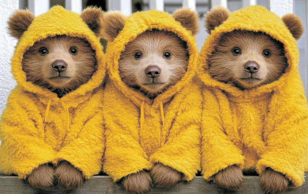 Chio Pom bär játék