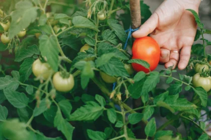 Paradicsom ültetése