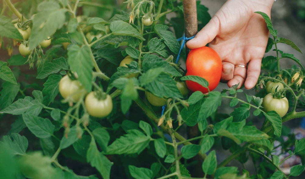 Paradicsom ültetése